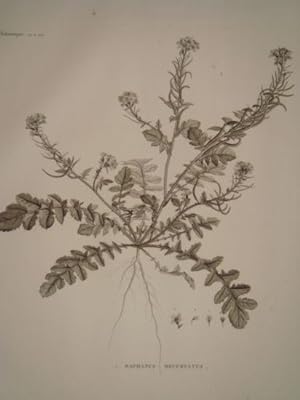DESCRIPTION DE L'EGYPTE. Botanique. Raphanus recurvatus, Cleome droserifolia. (Histoire Naturelle...