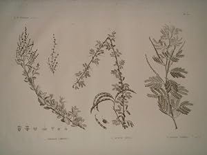 DESCRIPTION DE L'EGYPTE. Botanique. Atriplex coriacea, Acacia seyal, Acacia albida. (Histoire Nat...