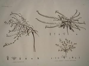 DESCRIPTION DE L'EGYPTE. Botanique. Echium prostratum, Echium setosum, Anchusa spinocarpos. (Hist...