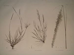 DESCRIPTION DE L'EGYPTE. Botanique. Agrostis spicata, Poa aegyptiaca, Poa cynosuroides. (Histoire...