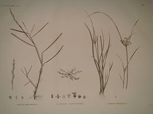DESCRIPTION DE L'EGYPTE. Botanique. Panicum obtusifolium, Cervicina campanuloides, Cyperus proctr...