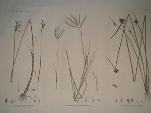 DESCRIPTION DE L'EGYPTE. Botanique. Scirpus fimbrisetus, Andropogon annulatum, Scirpus mucronatus...