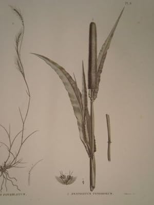 DESCRIPTION DE L'EGYPTE. Botanique. Pennisetum dichotomum, Adropogon foveolatum, Pennisetum typho...