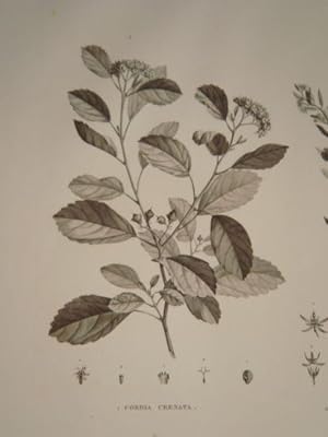 DESCRIPTION DE L'EGYPTE. Botanique. Cordia crenata, Cynanchum argel, Cynanchum pyrotechnicum. (Hi...