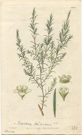 Curtis - Beckia frutescens. Altkolorierter Kupferstich aus Botanical Magazine Nr. 2802.