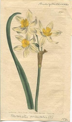 Curtis - Narcissus Orientalis. Altkolorierter Kupferstich aus Botanical Magazine Nr. 948.