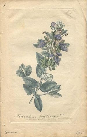 Curtis - Teucrium Latifolium bzw. Teucrum Fruticans. Altkolorierter Kupferstich aus Botanical Mag...