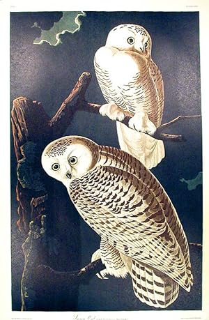 Snowy Owl. From "The Birds of America" (Amsterdam Edition)