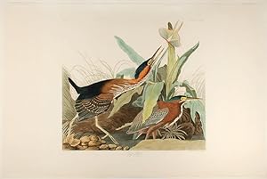 Immagine del venditore per Green Heron from The Birds of America venduto da Donald A. Heald Rare Books (ABAA)