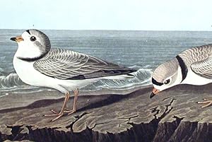 Piping Plover. From "The Birds of America" (Amsterdam Edition): AUDUBON, John James (1785-...