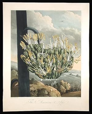 Imagen del vendedor de The American Aloe a la venta por Donald A. Heald Rare Books (ABAA)