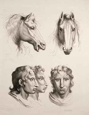 Imagen del vendedor de [Illustration of physiognomic resemblance between a Man and a Horse] a la venta por Donald A. Heald Rare Books (ABAA)