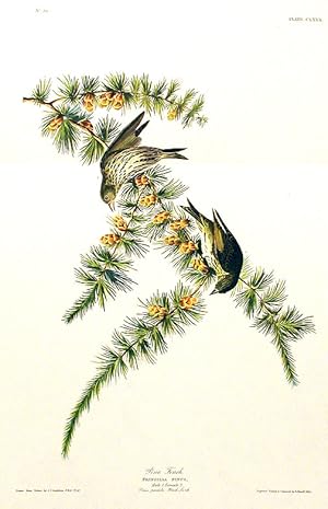 Pine Finch. From "The Birds of America" (Amsterdam Edition)