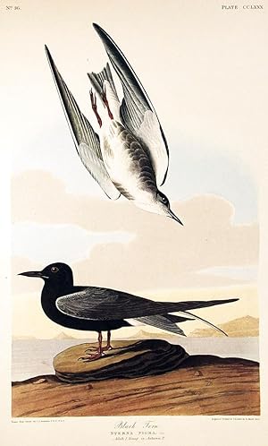 Black Tern. From "The Birds of America" (Amsterdam Edition)