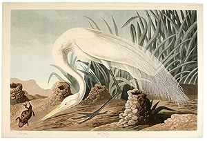 Immagine del venditore per White Heron [Great Egret] from The Birds of America venduto da Donald A. Heald Rare Books (ABAA)