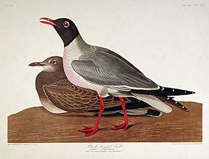 Black-headed Gull. From "The Birds of America" (Amsterdam Edition)
