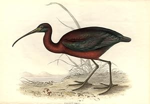 Glossy Ibis