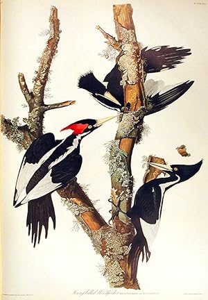 Ivory-billed Woodpecker. From "The Birds of America" (Amsterdam Edition)