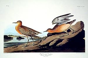 Seller image for Buff breasted Sandpiper. From "The Birds of America" (Amsterdam Edition) for sale by Donald A. Heald Rare Books (ABAA)