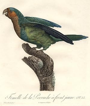 Seller image for Femelle de la Perruche  front jaune [Brown-throated Conure (Aratinga pertinax)] for sale by Donald A. Heald Rare Books (ABAA)