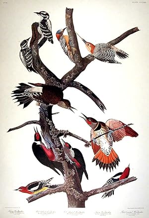 Hairy Woodpecker, Red-bellied Woodpecker, Red-shafted Woodpecker, Lewis Woodpecker, Red-breasted ...