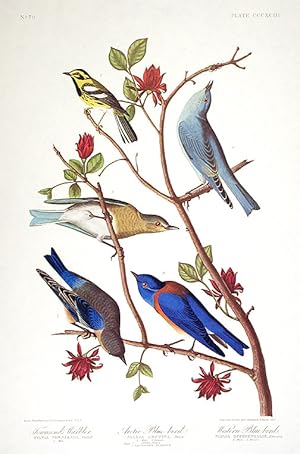 Townsend's Warbler, Arctic Blue-bird, Western Blue-bird. From "The Birds of America" (Amsterdam E...