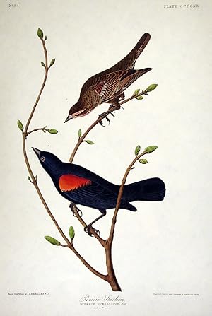 Prairie Starling. From "The Birds of America" (Amsterdam Edition)