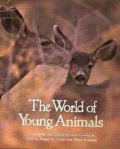Seller image for The World of Young Animals for sale by The Glass Key