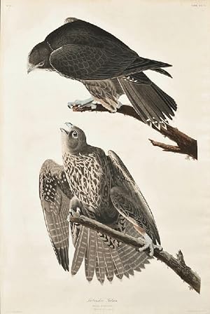 Seller image for Labrador Falcon, Plate CXCVI [from: Birds of America]. for sale by Antiquariat INLIBRIS Gilhofer Nfg. GmbH
