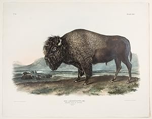 Imagen del vendedor de American Bison or Buffalo [Male] from The Viviparous Quadrupeds of North America a la venta por Donald A. Heald Rare Books (ABAA)