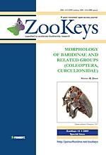 Morphology of Baridinae and related groups (Coleoptera, Curculionidae)