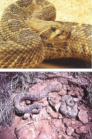 Imagen del vendedor de Tales from the golden age of rattlesnake hunting. a la venta por Andrew Isles Natural History Books