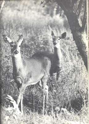 Image du vendeur pour The world of the white-tailed deer. [ The Deer Itself; Spring; Summer; Autumn; Winter; Deer and Men; Bibliography] mis en vente par Joseph Valles - Books