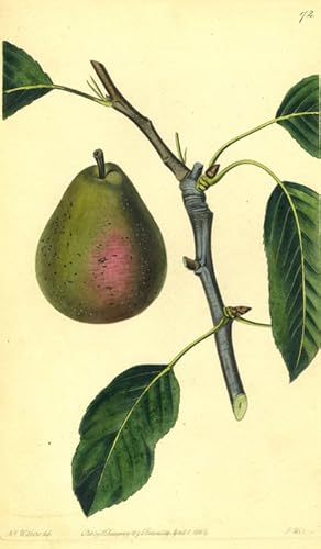 Imagen del vendedor de A Pear Print from the Pomological Magazine a la venta por Antipodean Books, Maps & Prints, ABAA