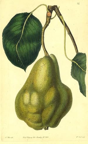 Imagen del vendedor de A Pear Print from the Pomological Magazine a la venta por Antipodean Books, Maps & Prints, ABAA