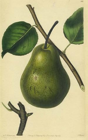 Imagen del vendedor de A Pear Print from the Pomological Magazine a la venta por Antipodean Books, Maps & Prints, ABAA