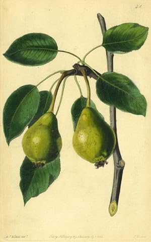 Imagen del vendedor de A Pear Print from the Pomological Magazine a la venta por Antipodean Books, Maps & Prints, ABAA