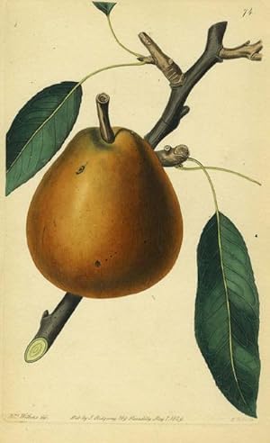 Imagen del vendedor de A Pear Print from the Pomological Magazine a la venta por Antipodean Books, Maps & Prints, ABAA