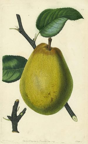 Imagen del vendedor de A Pear Print from the Pomological Magazine a la venta por Antipodean Books, Maps & Prints, ABAA