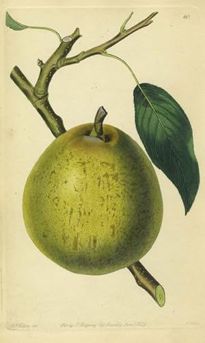 Imagen del vendedor de An Apple Print from the Pomological Magazine a la venta por Antipodean Books, Maps & Prints, ABAA