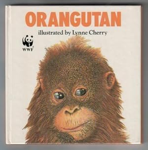 Orangutan