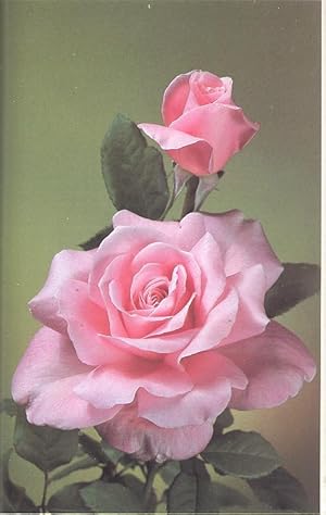 Seller image for American Rose Society Annual, 1982. [Vol.67][Polyanthas: The Ever Blooming Jewels of the Garden; Rose Pilgrimage 1981; Rose For The Future; Gamma Ray Induced Yellow Flower Mutant In Rose CV Contempo; Old Garden Roses; Pesticides; .] for sale by Joseph Valles - Books