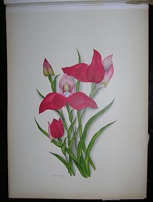 A Botanical album of South African Flowers