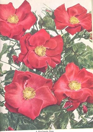 Imagen del vendedor de The Rose Annual 1952. [Winter Hardiness; The Rose & the Poppy; Rose Men of Canada; Rose Diseases & their control; North of England; Drainage, pH & Manures; Shrub Roses at Bulkeley Mill; South Africa; New Zealand; First Pruning; etc] a la venta por Joseph Valles - Books