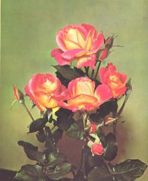 Seller image for The Rose Annual, 1958. [Foliar Feeding And Supplements Of Antibiotics Or Gibberellines; Compost; Best Of The Bourbons; Roses & Their Chromosomes; Miniature Roses; Insecticides & Fungicides; Mainau; Gypsum; Ground Covers] for sale by Joseph Valles - Books