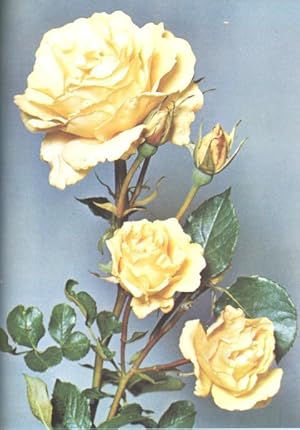 The Rose Annual, 1957. [Rose In Heraldry; Fragrances In Our Roses; Derriaghy; New Garden At Torqu...