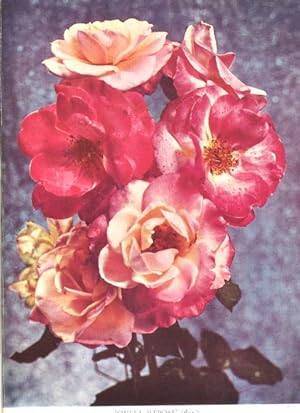 Seller image for The Rose Annual 1956. [Roses At Buckingham Palace & Harewood House; Roses At Eayfordeury; Multiflora Shock Absorber; Pennsylvania Rose Gardens; Parc Dr La Grange Rose Garden At Geneva; Paris Geneva Baden London; Old Garden Roses] for sale by Joseph Valles - Books