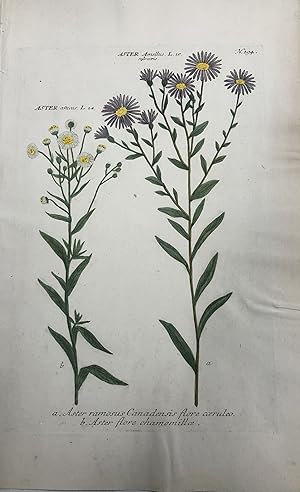 Aster ramosus Canadensis flore coeruleo; N. 194