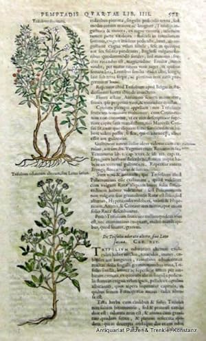 Bild des Verkufers fr 2 kolor. Holzschnitte auf einem Einzelblatt aus der lat. Ausgabe von Rembert Dodonaeus' (Dodoens) Kruterbuch "Stirpium historiae pemptades sex", Antwerpen 1583 oder 1616. Fol. zum Verkauf von Jrgen Patzer