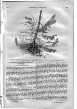 Bild des Verkufers fr PM 800. The PENNY MAGAZINE 1844 (CHESTER CATHEDRAL (with engraving), + BRITISH MOTHS (final part),+ OCCUPATIONS of People in GB (eg Ag, Navy, Servants etc),+ VEHICLES & TRAVELLING on The CONTINENT (continued) inc Chars-a-banc Charabanc, Vorspann.). zum Verkauf von Tony Hutchinson